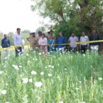 वैजापूर तालुक्यात २७ लाखांचा अफू साठा जप्त; शेतकऱ्यावर एनडीपीएस अंतर्गत गुन्हा दाखल