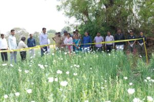 वैजापूर तालुक्यात २७ लाखांचा अफू साठा जप्त; शेतकऱ्यावर एनडीपीएस अंतर्गत गुन्हा दाखल