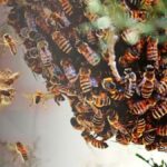 अजिंठा लेणीत पर्यटकांवर पुन्हा मधमाशांचा हल्ला;  दोन दिवसांत दुसरी घटना, ९० पर्यटक जखमी