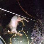 बजाजनगर परिसरात थरारक रेस्क्यू; विहिरीत पडलेल्या बैलाला दोन तासांच्या प्रयत्नांनंतर जीवदान