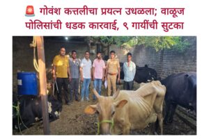 🚨 गोवंश कत्तलीचा प्रयत्न उधळला; वाळूज पोलिसांची धडक कारवाई, ९ गायींची सुटका