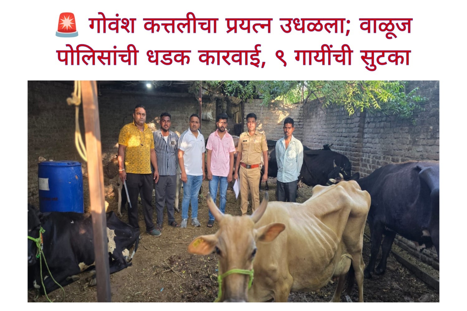 🚨 गोवंश कत्तलीचा प्रयत्न उधळला; वाळूज पोलिसांची धडक कारवाई, ९ गायींची सुटका