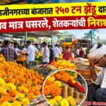 संभाजीनगरच्या बाजारात २५० टन झेंडू दाखल; भाव मात्र घसरले, शेतकऱ्यांची निराशा!