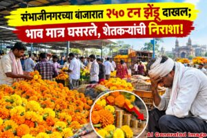 संभाजीनगरच्या बाजारात २५० टन झेंडू दाखल; भाव मात्र घसरले, शेतकऱ्यांची निराशा!