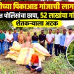 तुरीच्या पिकाआड गांजाची लागवड; फुलंब्रीत पोलिसांचा छापा, ५२ लाखांचा गांजा जप्त, शेतकऱ्याला अटक