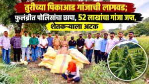 तुरीच्या पिकाआड गांजाची लागवड; फुलंब्रीत पोलिसांचा छापा, ५२ लाखांचा गांजा जप्त, शेतकऱ्याला अटक