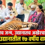उद्यानातच जन्म, उद्यानातच अखेरचा निरोप; सिद्धार्थ उद्यानातील १७ वर्षीय वाघाचा मृत्यू