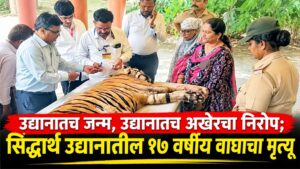 उद्यानातच जन्म, उद्यानातच अखेरचा निरोप; सिद्धार्थ उद्यानातील १७ वर्षीय वाघाचा मृत्यू